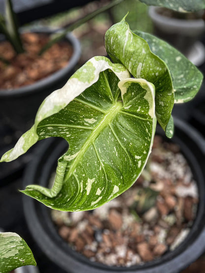 Monstera Deliciosa “Scorpion ” – Actual Plant (Rare Collector’s Edition)
