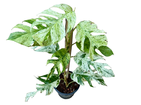 Epipremnum sp. “Bali Hanuman”