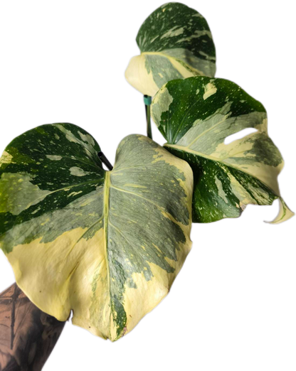 Monstera Deliciosa No ID – Actual Plant (Rare Variegated Form)