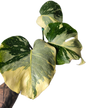 Monstera Deliciosa No ID – Actual Plant (Rare Variegated Form)