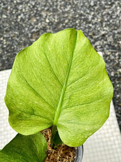Monstera Deliciosa Jade Goblin “Octopus” – Actual Plant (Rare)
