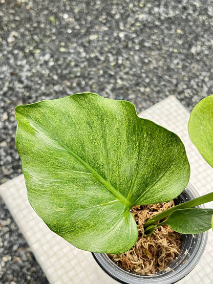 Monstera Deliciosa Jade Goblin “Octopus” – Actual Plant (Rare)