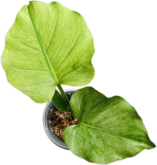 Monstera Deliciosa Jade Goblin “Octopus” – Actual Plant (Rare)