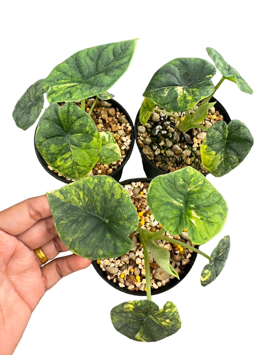 Alocasia Melo Aurea Variegated
