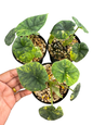 Alocasia Melo Aurea Variegated