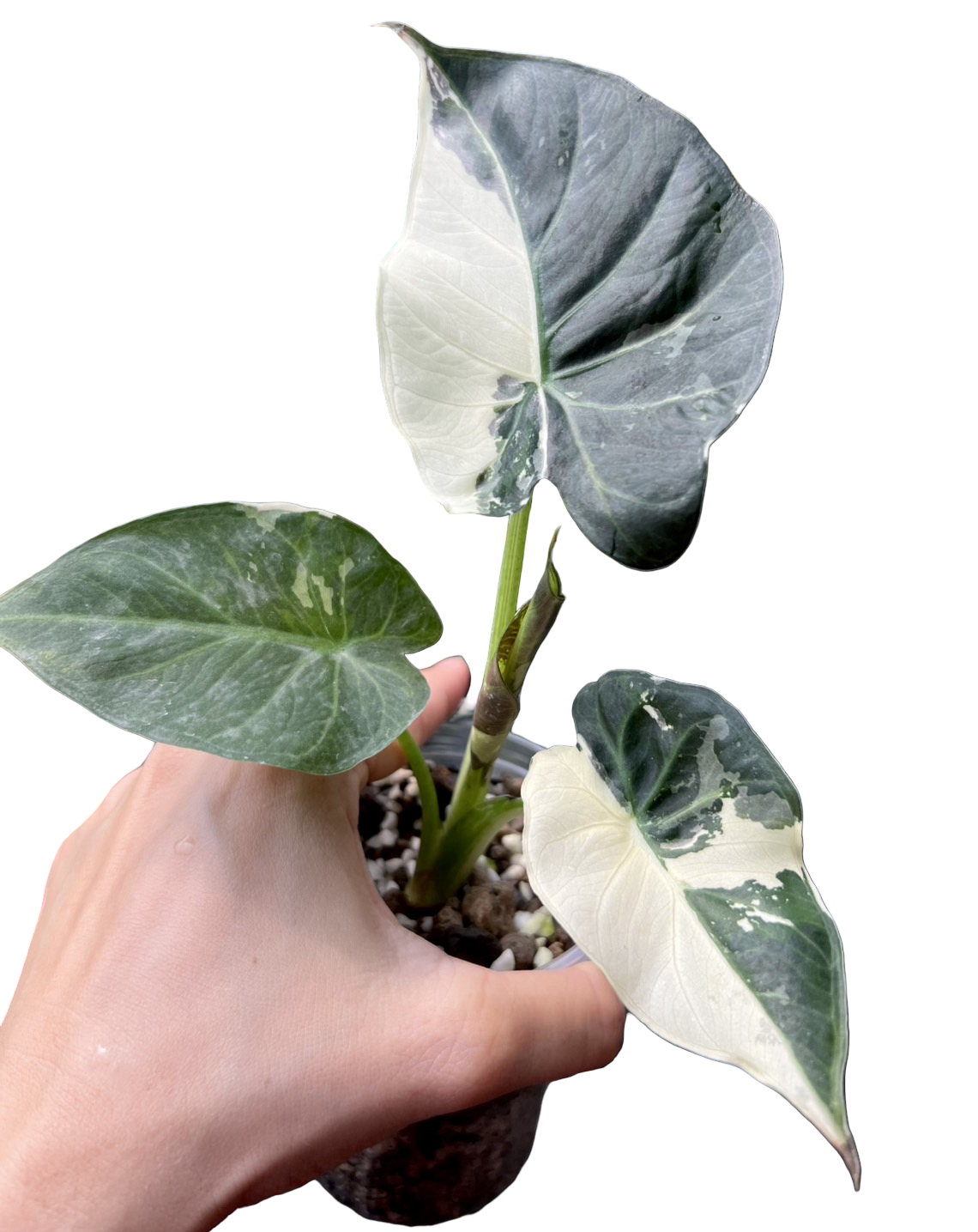 Buy Alocasia Regal Shield “Albo” Variegat… | Thailand Export