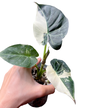 Alocasia Regal Shield “Albo” Variegated