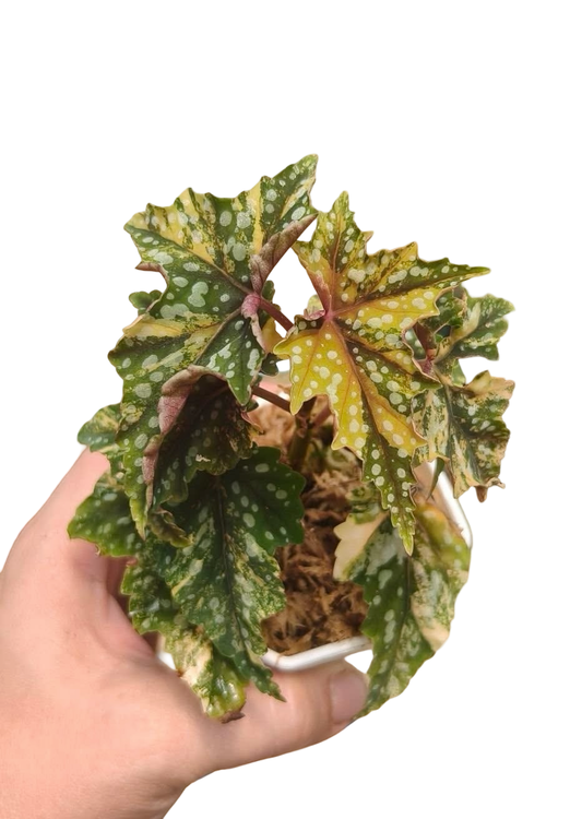 Begonia ‘Izumo no Kiraboshi’ Aurea Variegated – Small Size