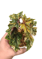 Begonia ‘Izumo no Kiraboshi’ Aurea Variegated – Small Size
