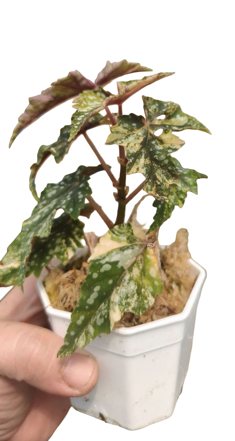 Begonia ‘Izumo no Kiraboshi’ Aurea Variegated – Small Size