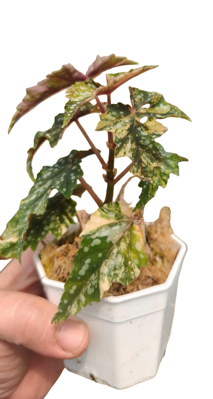 Begonia ‘Izumo no Kiraboshi’ Aurea Variegated – Small Size