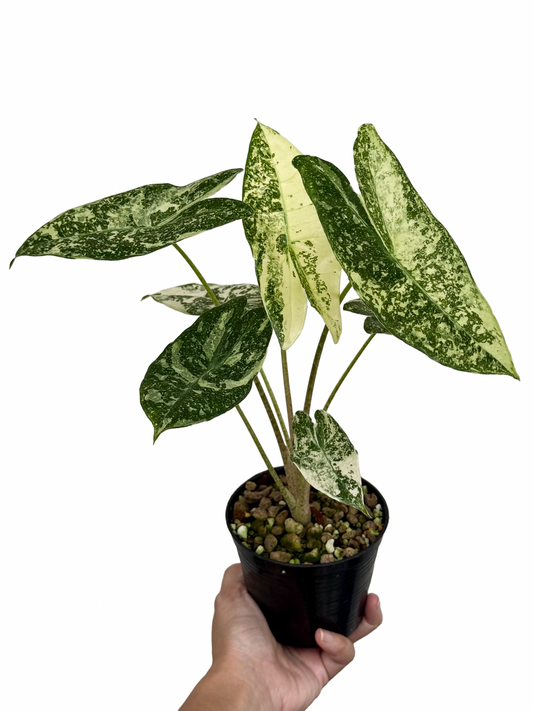 Alocasia Longiloba Thai Constellation Variegated Rare Collector Plant