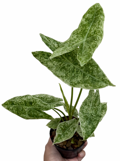 Alocasia Longiloba Marble Variegated (Mother Plant)