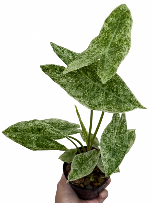 Alocasia Longiloba Marble Variegated (Mother Plant)