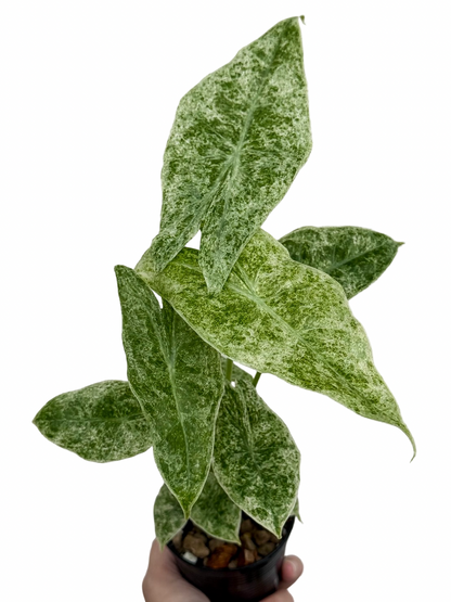 Alocasia Longiloba Marble Variegated (Mother Plant)