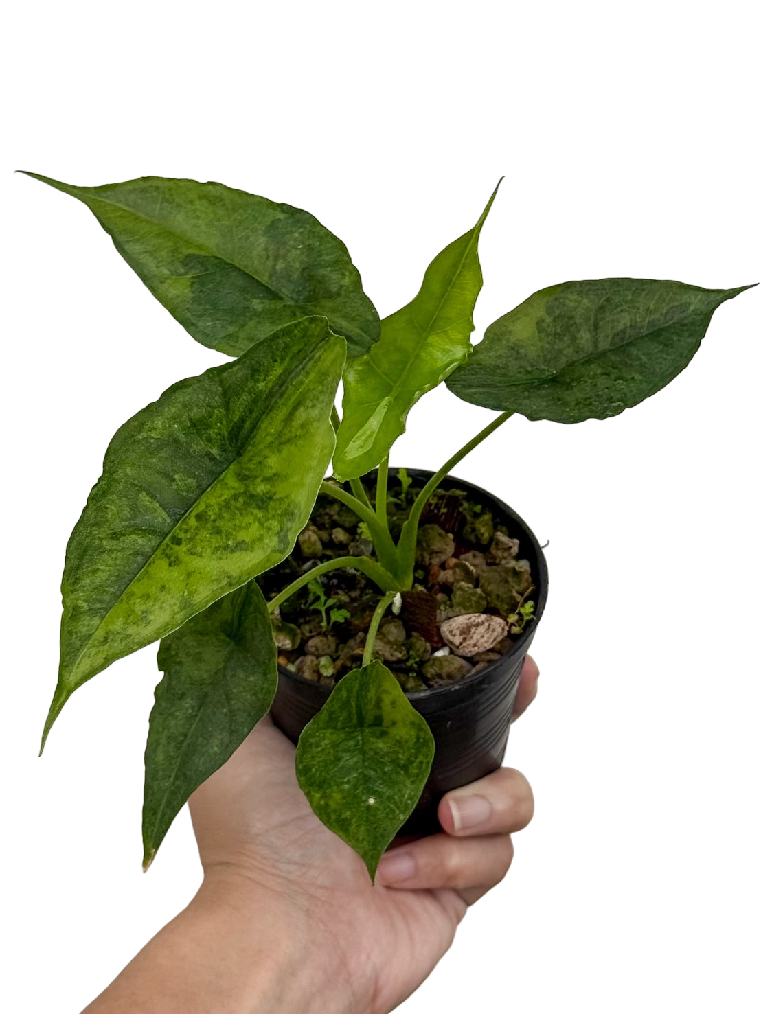 Alocasia Dragon Breath Aurea Variegated