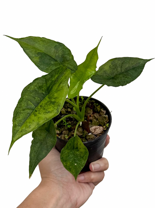 Alocasia Dragon Breath Aurea Variegated