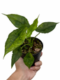 Alocasia Dragon Breath Aurea Variegated
