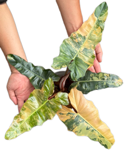 Philodendron “Fiora” Variegated [Florida Beauty x (Mayoi x Black Billietiae)] – New Hybrid Rare Collector’s Edition