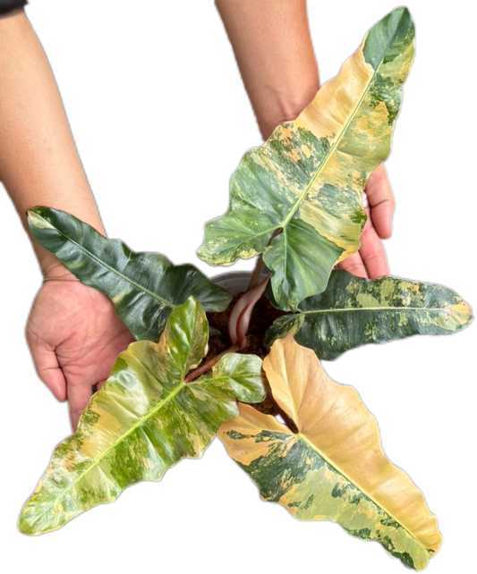 Philodendron “Fiora” Variegated [Florida Beauty x (Mayoi x Black Billietiae)] – New Hybrid Rare Collector’s Edition