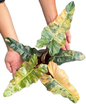 Philodendron “Fiora” Variegated [Florida Beauty x (Mayoi x Black Billietiae)] – New Hybrid Rare Collector’s Edition