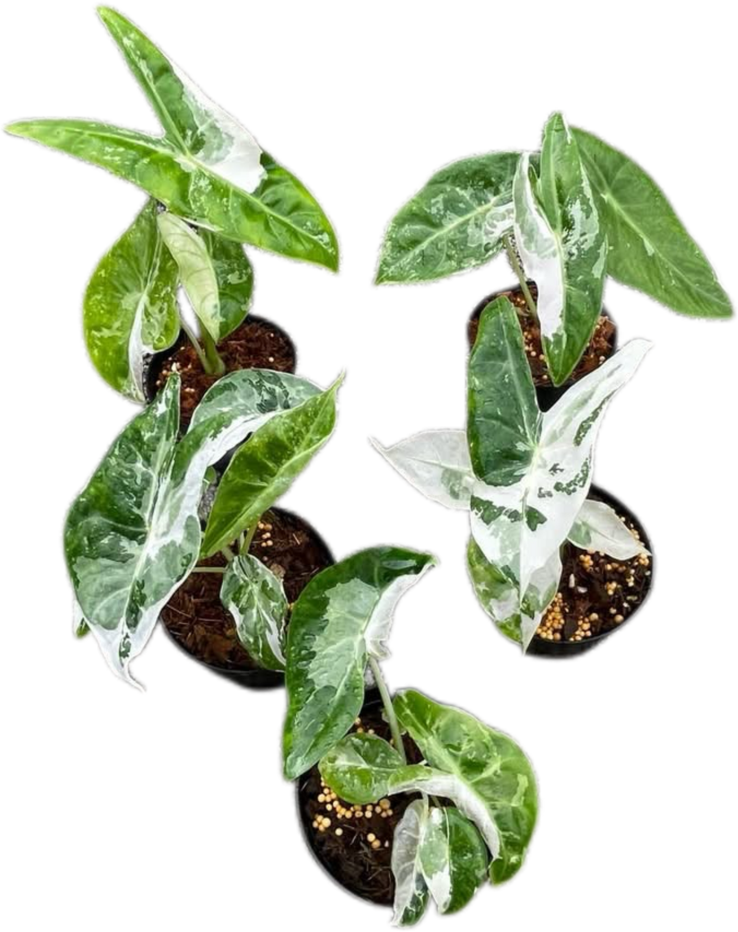 Alocasia “Pink Dragon” Albo Variegated Set of 5 Plants