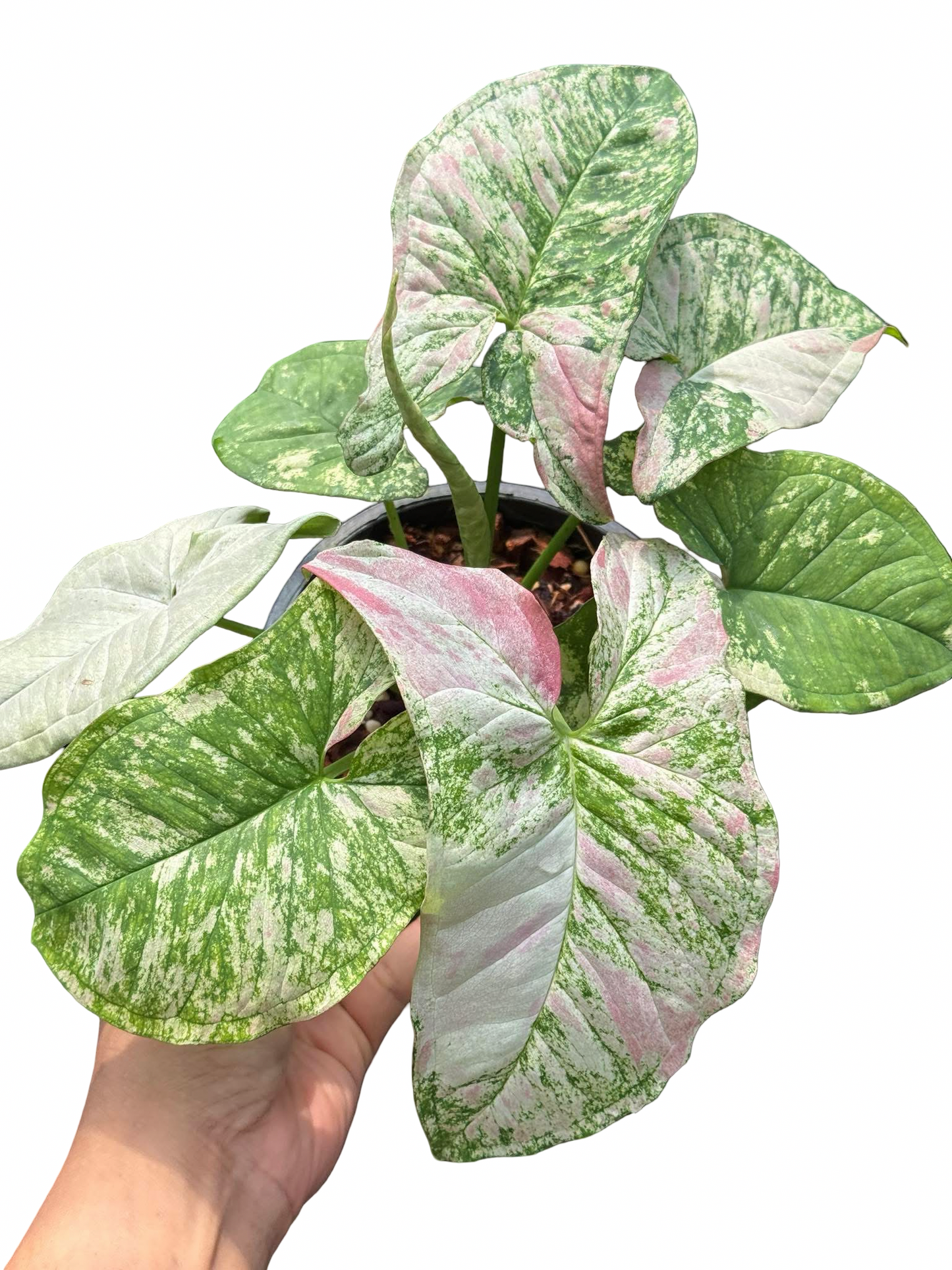 Syngonium ‘Strawberry Princess’ Tricolor