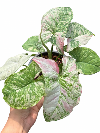 Syngonium ‘Strawberry Princess’ Tricolor