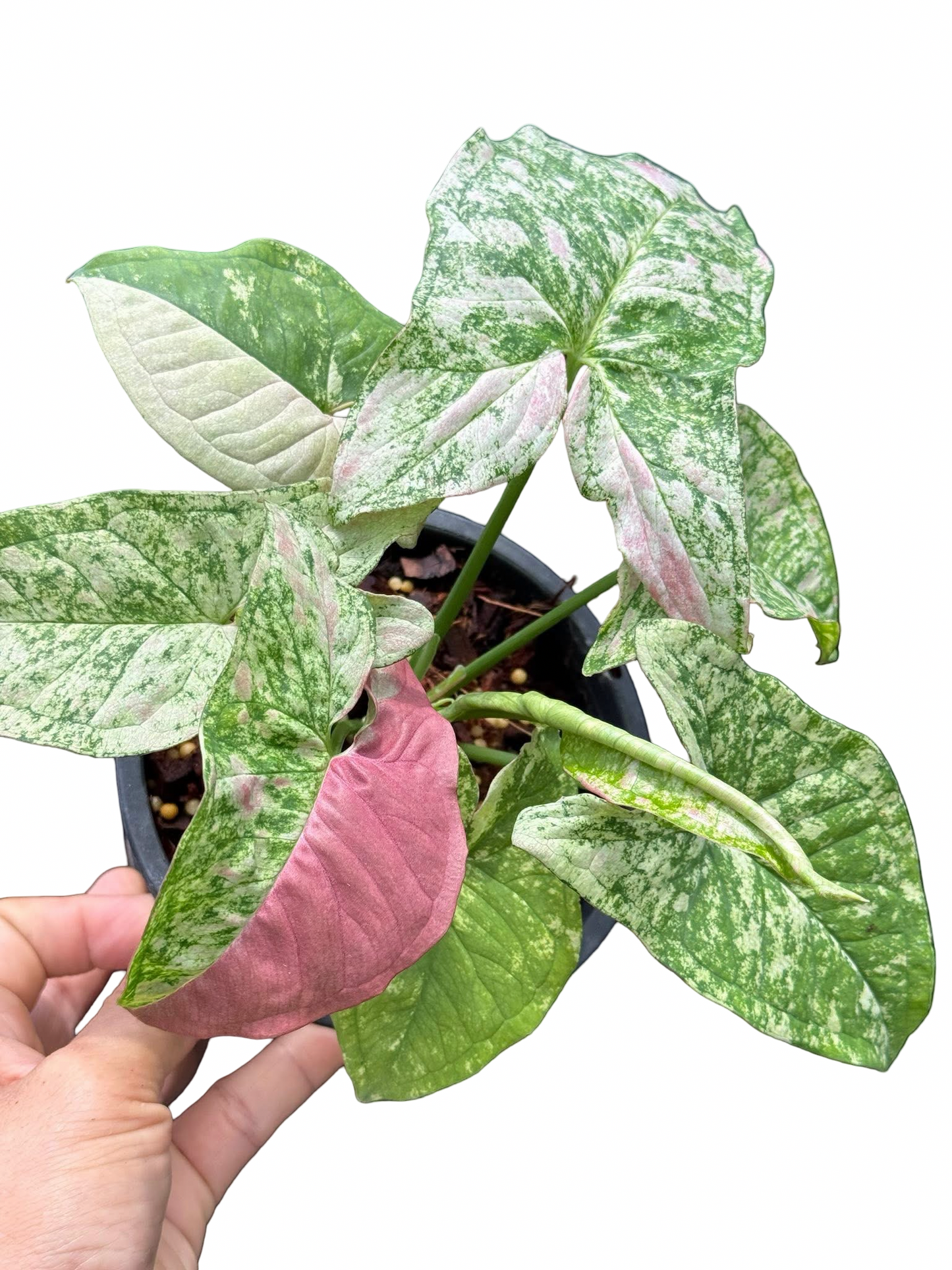 Syngonium ‘Strawberry Princess’ Tricolor
