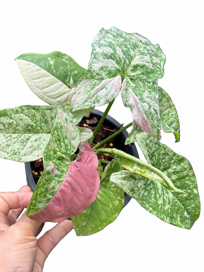 Syngonium ‘Strawberry Princess’ Tricolor