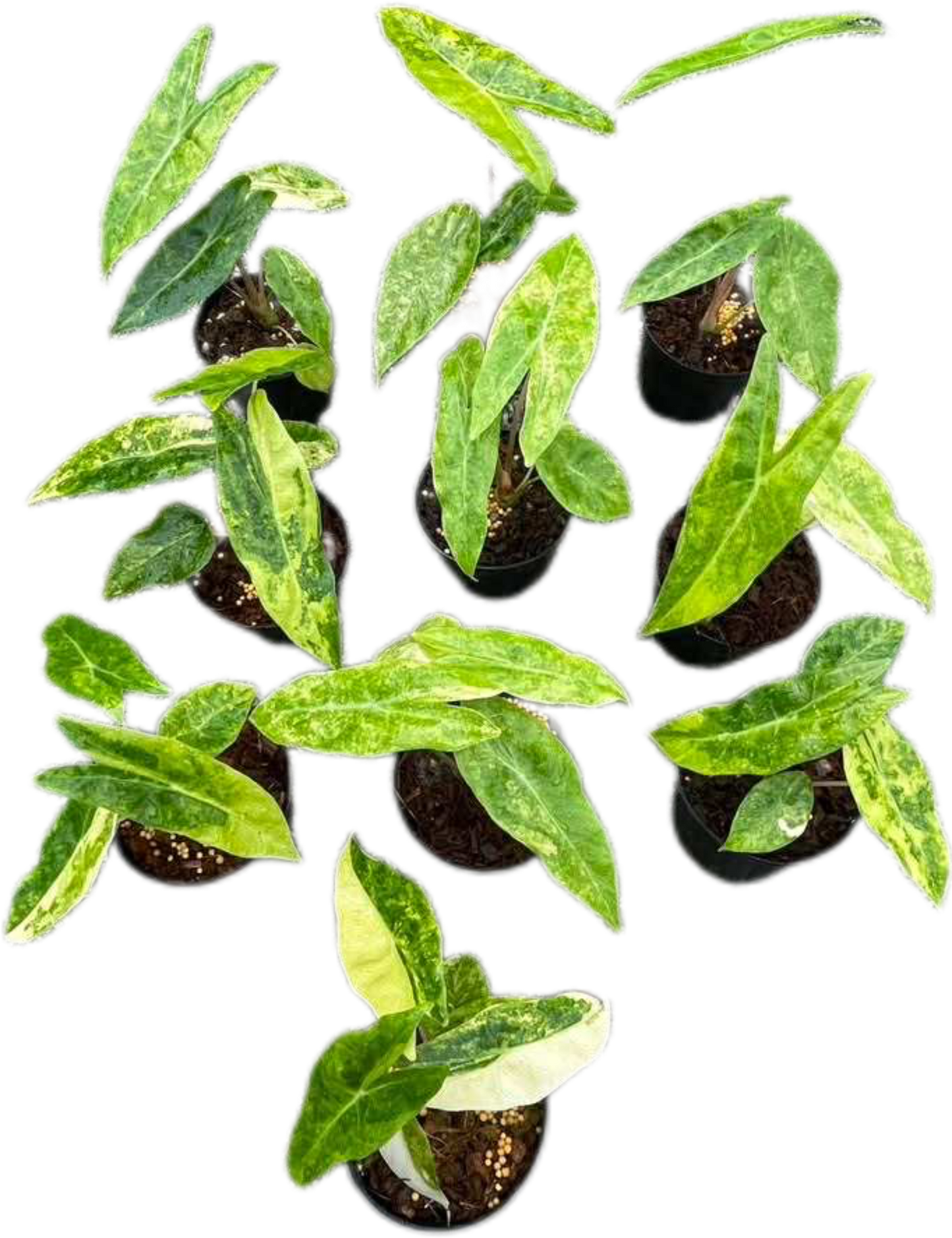 Alocasia “Pink Dragon” Aurea Variegated Set of 10 Plants