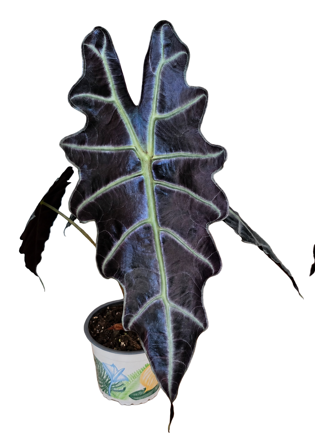 Alocasia ‘Purpley’ – Dark Purple Form