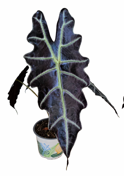 Alocasia ‘Purpley’ – Dark Purple Form