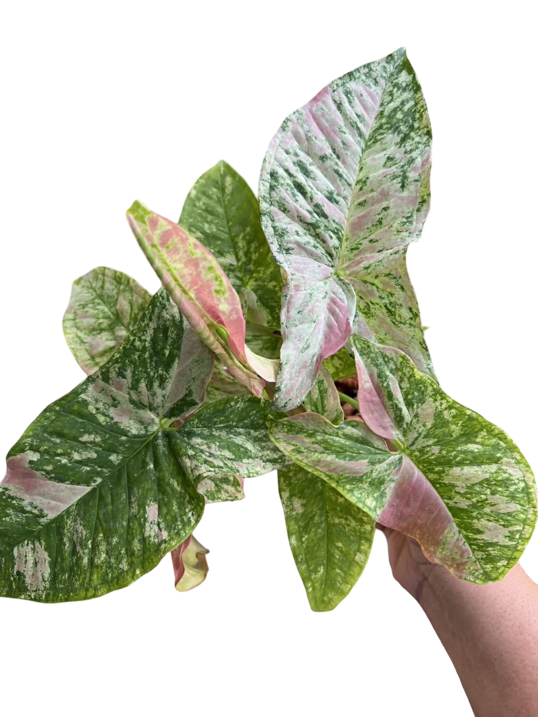 Syngonium ‘Strawberry Princess’ Tricolor