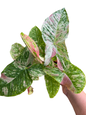 Syngonium ‘Strawberry Princess’ Tricolor