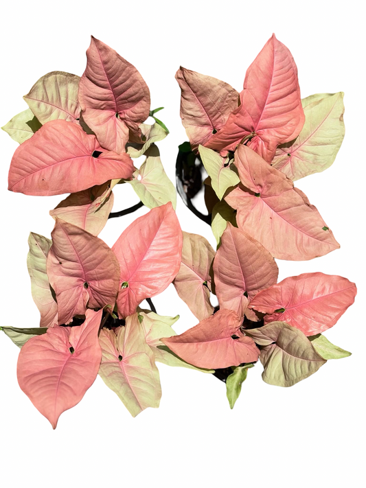 Syngonium “Pink Coral” — Pot 5” | Set of 5 Plants