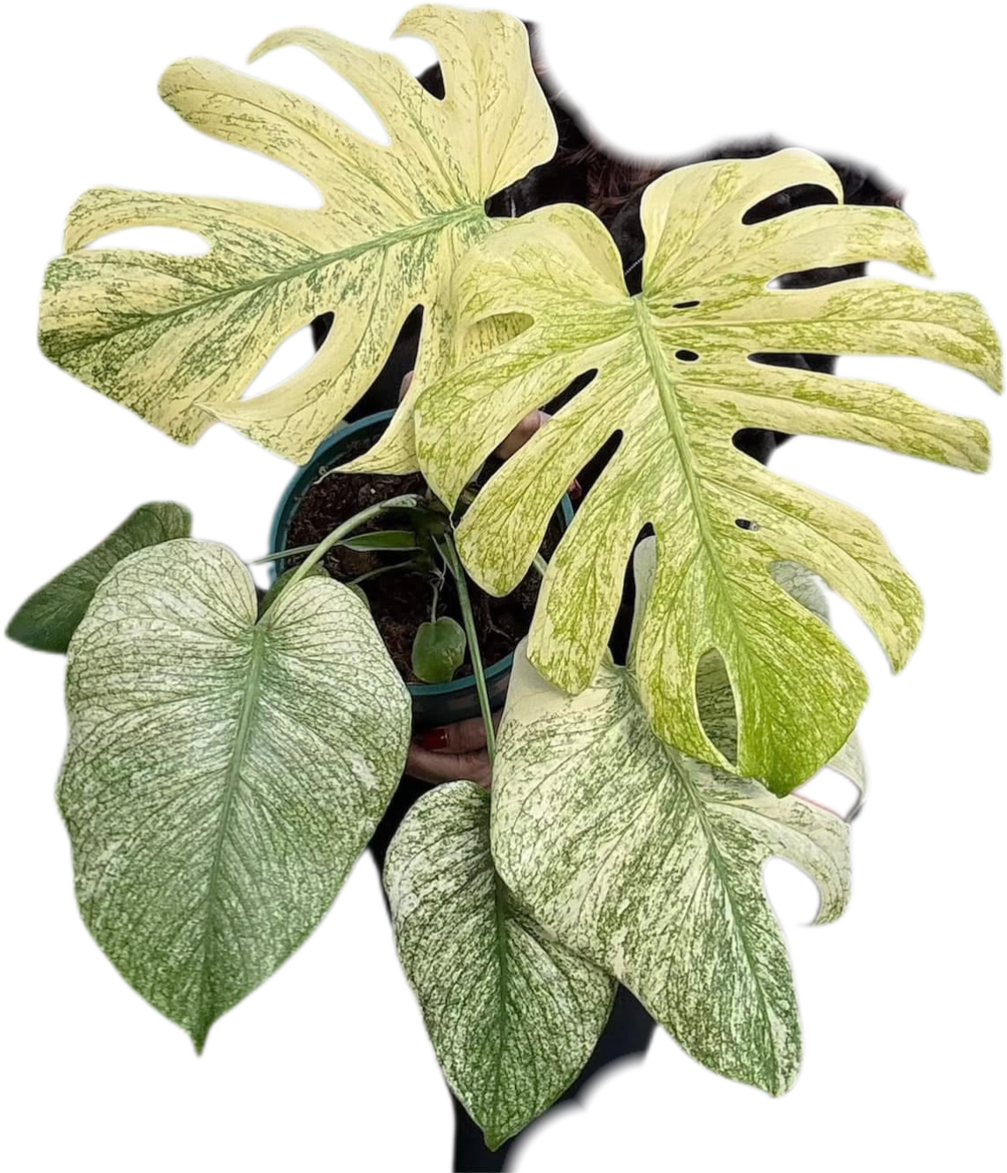 Monstera Deliciosa “Silver Star”