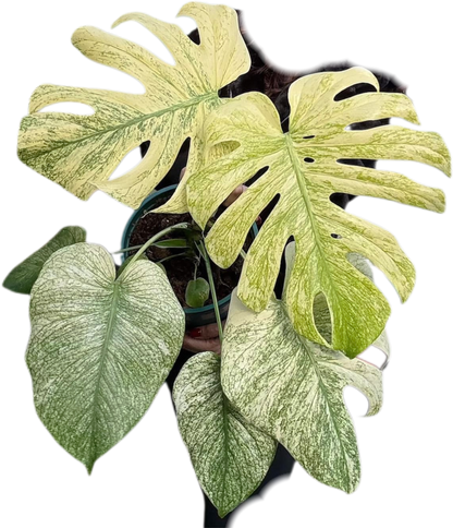 Monstera Deliciosa “Silver Star”