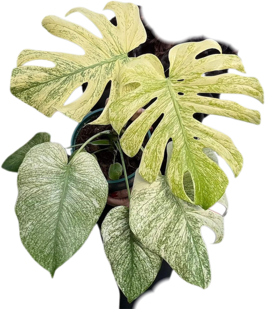 Monstera Deliciosa “Silver Star”