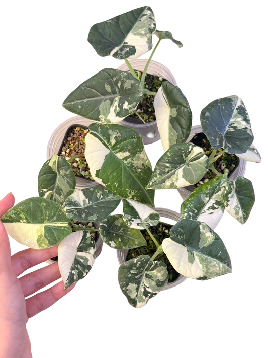 Alocasia Maharani Albo Variegated