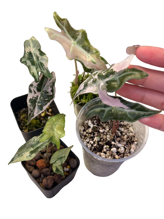 Alocasia ‘Nobilis’ Pink Variegated – Set of 3 Plants