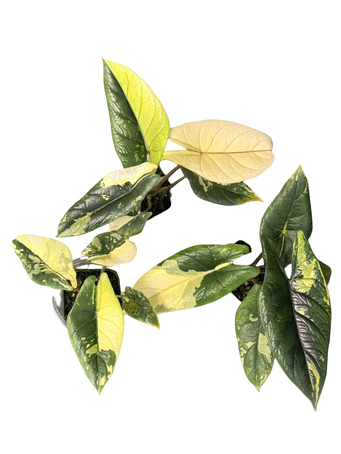 Alocasia Scalprum Aurea Variegated Set of 3 Plants