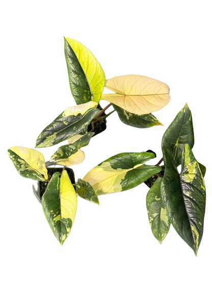 Alocasia Scalprum Aurea Variegated Set of 3 Plants