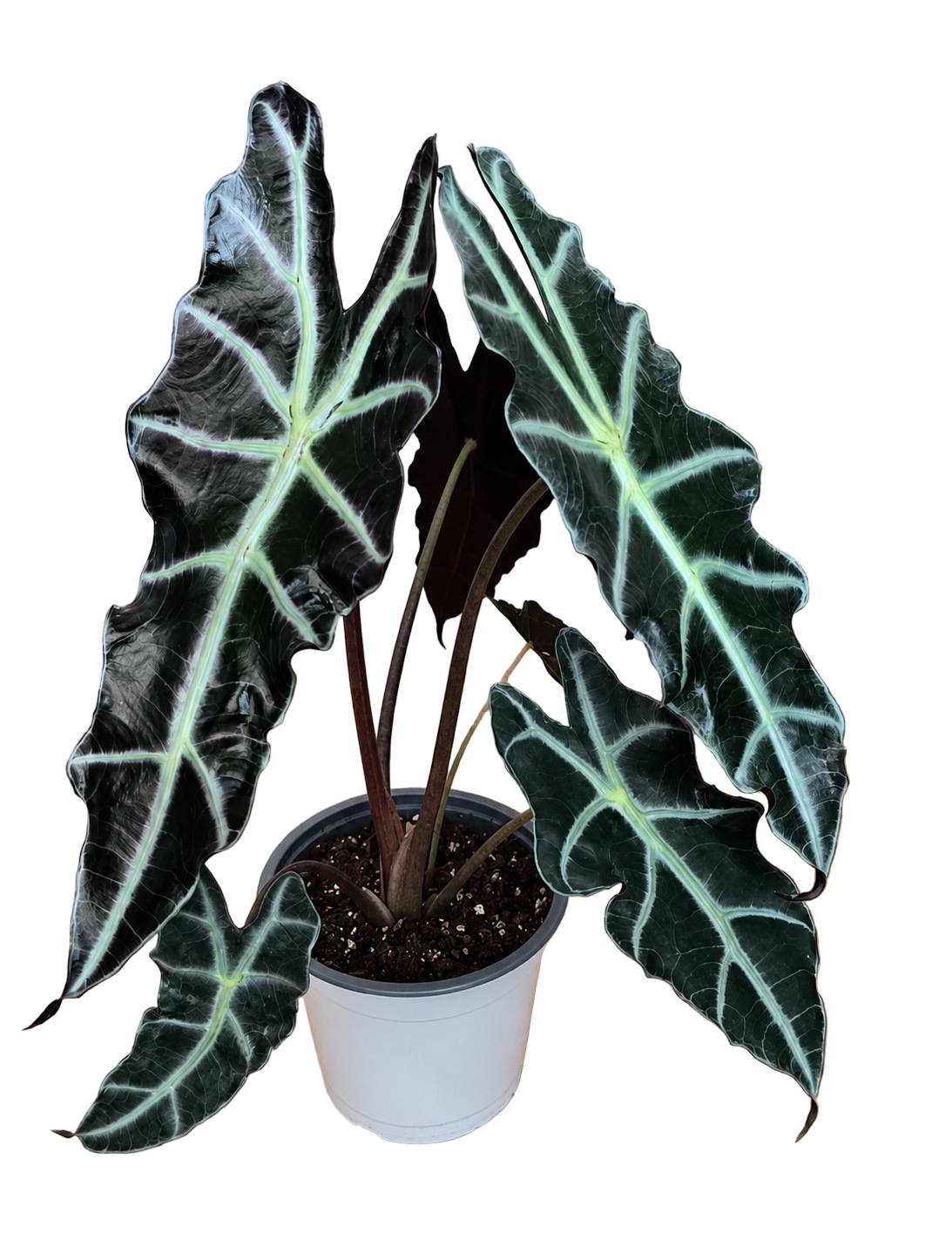 Alocasia ‘Purpley’ – Dark Purple Form