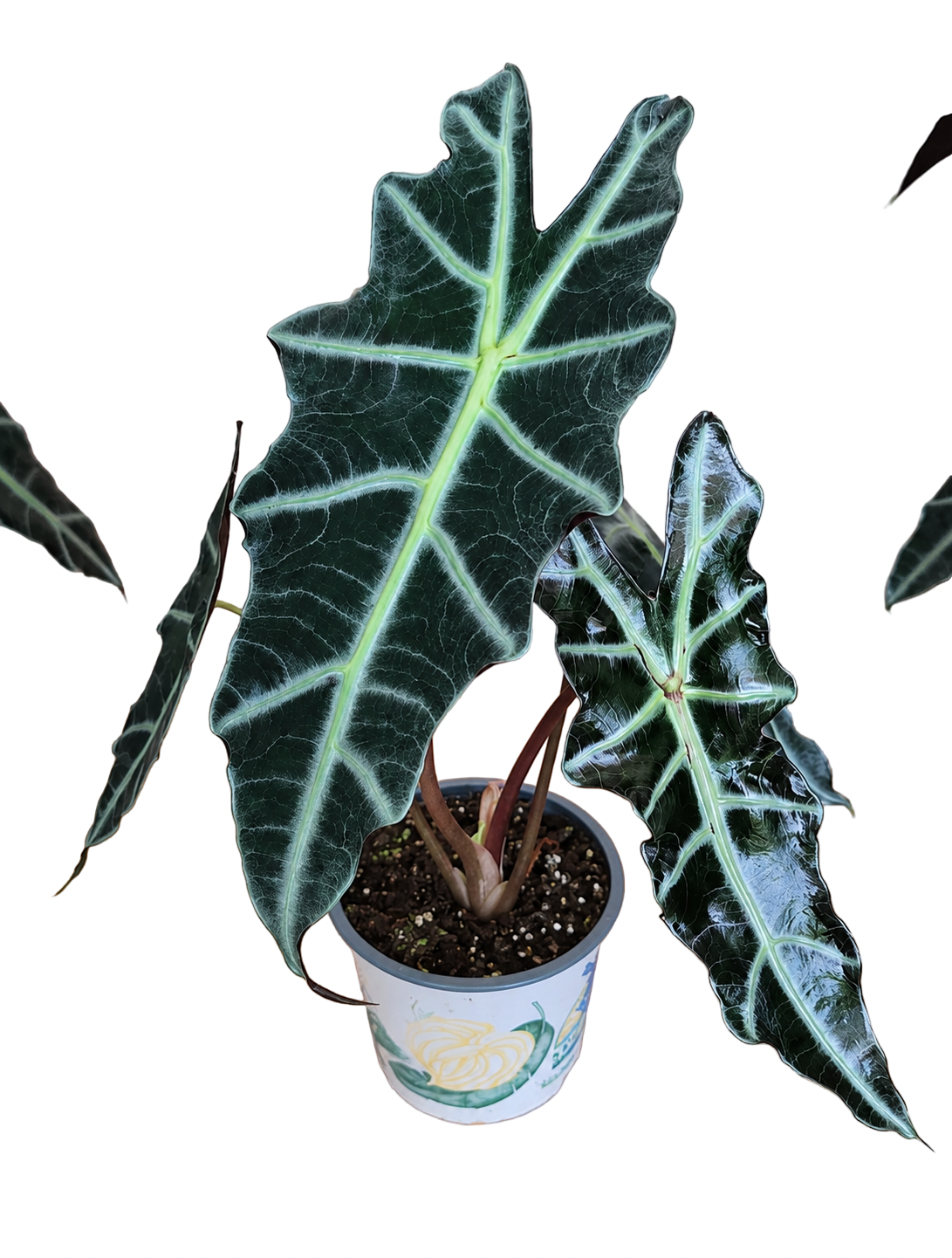 Alocasia ‘Purpley’ – Dark Purple Form