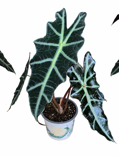 Alocasia ‘Purpley’ – Dark Purple Form
