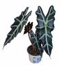 Alocasia ‘Purpley’ – Dark Purple Form