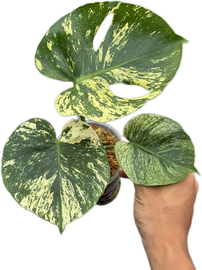 Monstera Deliciosa “Mint Siam” Variegated – Actual Plant (Rare Collector’s Edition)