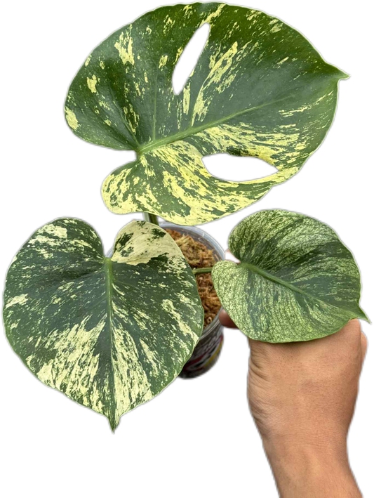 Monstera Deliciosa “Mint Siam” Variegated – Actual Plant (Rare Collector’s Edition)