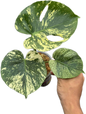 Monstera Deliciosa “Mint Siam” Variegated – Actual Plant (Rare Collector’s Edition)